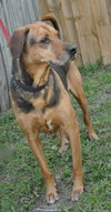 Nygel the Hound Mix