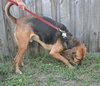 Nygel the Hound Mix