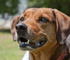 Nygel the Hound Mix