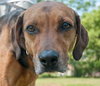 Nygel the Hound Mix