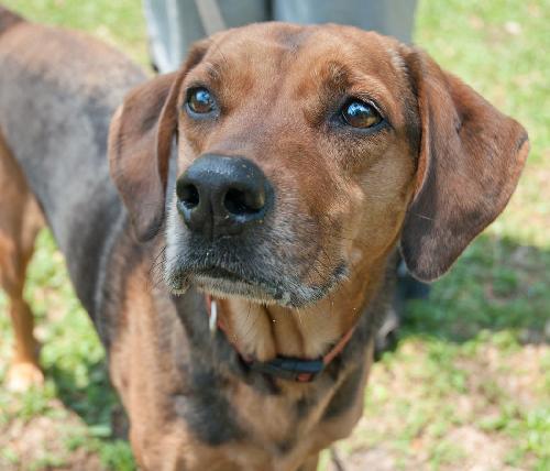 Nygel the Hound Mix