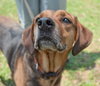 Nygel the Hound Mix