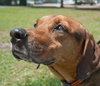 Nygel the Hound Mix
