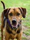 Nygel the Hound Mix