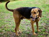 Nygel the Hound Mix