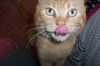 Smiley the FIV + Cat