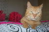 Smiley the FIV + Cat