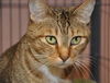 Zoe the Sweet, Green-Eyed Girl