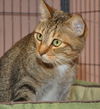 Zoe the Sweet, Green-Eyed Girl