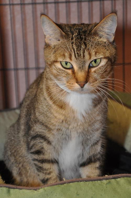 Zoe the Sweet, Green-Eyed Girl