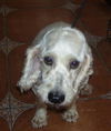 Beck