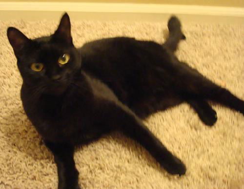 Peanut the Chocolate Cat