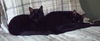 Peanut the Chocolate Cat