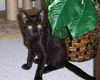 Peanut the Chocolate Cat