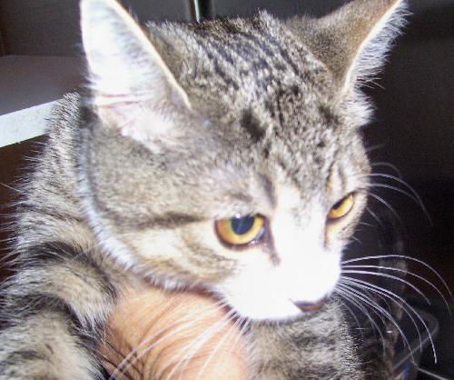 Pembrooke