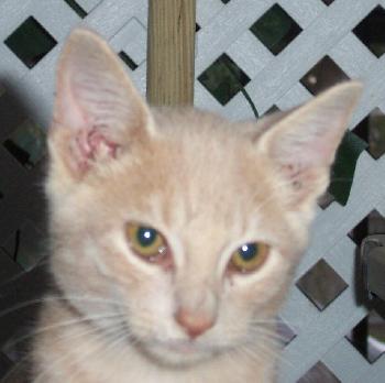 Lucky the Manx