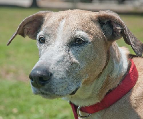 Lilly the Senior Lab