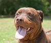 Zeus the Chocolate Rottweiler Mix