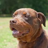 Zeus the Chocolate Rottweiler Mix