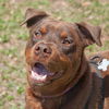 Zeus the Chocolate Rottweiler Mix