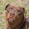 Zeus the Chocolate Rottweiler Mix