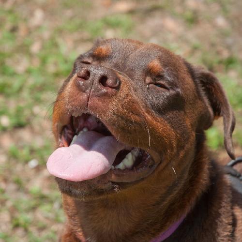 chocolate rottweilers