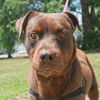 Zeus the Chocolate Rottweiler Mix