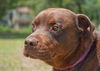 Zeus the Chocolate Rottweiler Mix