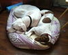Patches the Pointer Mix