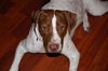 Patches the Pointer Mix