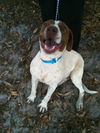 Patches the Pointer Mix
