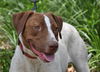 Patches the Pointer Mix