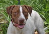 Patches the Pointer Mix