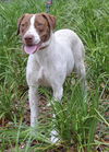 Patches the Pointer Mix