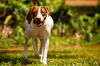 Patches the Pointer Mix