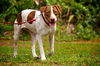 Patches the Pointer Mix