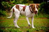 Patches the Pointer Mix