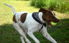Patches the Pointer Mix