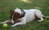 Patches the Pointer Mix