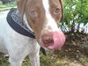 Patches the Pointer Mix