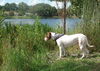 Patches the Pointer Mix