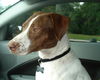 Patches the Pointer Mix