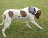 Patches the Pointer Mix