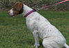 Patches the Pointer Mix