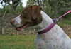 Patches the Pointer Mix