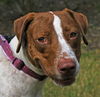 Patches the Pointer Mix