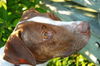 Patches the Pointer Mix