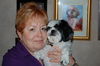 Susi the Shih Tzu