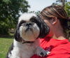 Susi the Shih Tzu