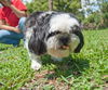 Susi the Shih Tzu